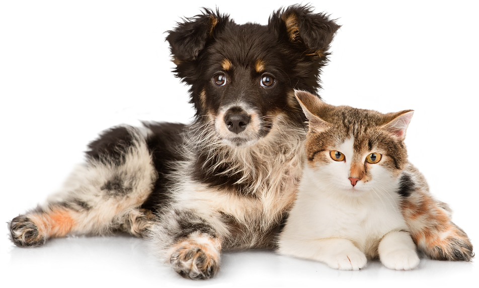 Vétérinaire chien et chat